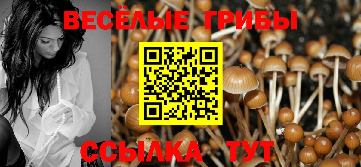 Галлюциногенные грибы Psilocybine cubensis Лыткарино